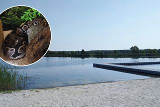 Žena vyrazila na polské koupaliště s krajtami kolem krku. Zasahovala policie - Novinky