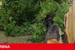 Velký strom se zřítil těsně u dětského hřiště, nedávná kontrola problém neodhalila