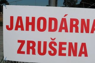 Plzeňané přišli o svou oblíbenou jahodovou plantáž, majitel zatoužil po klidu - Novinky
