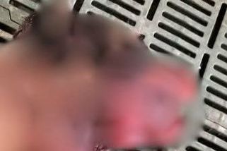Na Slovensku se organizovaly nelegální psí zápasy, policie zadržela čtyři osoby - Novinky