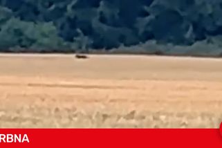Černý panter znepokojil obyvatele Táborska. Policie prověřuje další hlášení