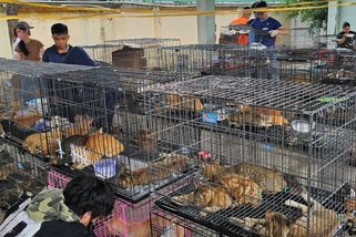 Vietnamská policie rozbila síť obchodující s kradenými kočkami - Novinky