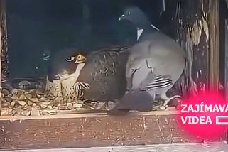 Drzý holub nakráčel do hnízda sokola. Šokovaný dravec ho tvrdě potrestal | Zajímavá videa
