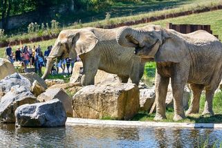 Smrt slonice ve zlínské zoo: Samec na ni nečekaně zaútočil - Novinky