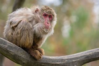 V olomoucké zoo uhynula Babča, jeden z nejstarších makaků na světě - Novinky