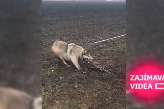 Odvážný muž zachránil rozzuřeného vlka ze sevřené pasti. Vlka to překvapilo | Zajímavá videa