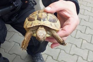 Želva si vykračovala po Plzni. Strážníci ji odvezli do útulku - Novinky