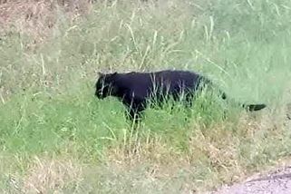 Policie na Táborsku varuje před velkou kočkovitou šelmou, zveřejnila video