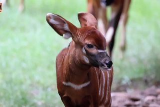 Nejnovější přírůstek v Safari parku: mládě kriticky ohroženého bonga horského - Novinky