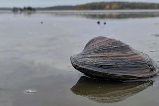 V třeboňských rybnících vyschla třetina vody. Kvůli hrozícímu úhynu ryb začaly předčasné výlovy - Novinky