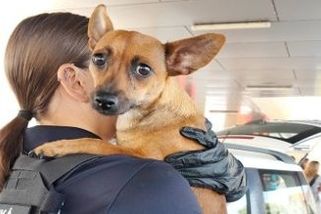 Fenka nastupovala do autobusů na nádraží ve Strakonicích. Zřejmě hledala cestu domů - Novinky