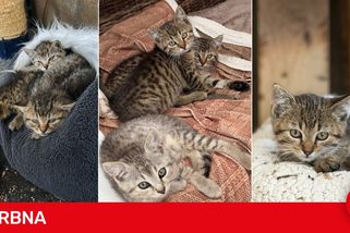 Zachránili jsme tři koťata na pokraji smrti. Pro Suri a Katy teď hledáme nový domov