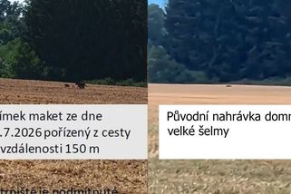 Lidi na jihu Čech možná děsí jen obyčejná kočka. Existenci velké černé šelmy zatím nikdo nepotvrdil - Novinky