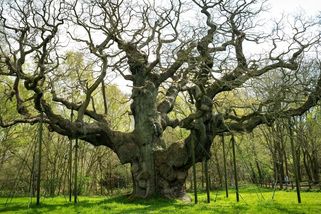 Podle legend se v něm ukrýval Robin Hood. Více než 1200 let starý dub uhynul - Seznam Zprávy