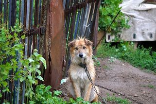 O fenku přivázanou na řetězu se nestarali, uhynula u boudy - Novinky