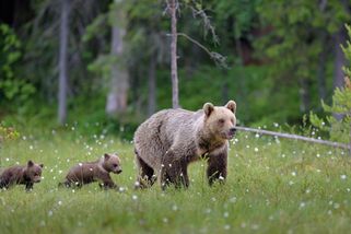 Medvědici, která měla na Slovensku zaútočit na člověka, zastřelili i se dvěma mláďaty - Novinky