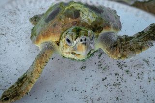 Mořské želvy pokousaly v Chorvatsku tři lidi - Novinky