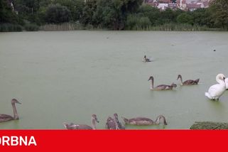 Rybník v Plumlově je mrtvý, labutí mláďata hynou, ptáci odletěli. Může za to rybí osádka?