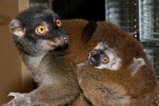 V Olomoucké zoo se narodil ohrožený lemur běločelý - Novinky
