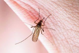 Google chce vypustit miliony sterilizovaných komárů a omezit tak šíření nemocí - Seznam Zprávy