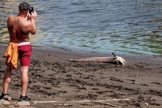 FOTO: Hladina Orlíku padá. Za týden o metr, obří sumec nepřežil - Novinky