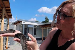 Zoufalá mláďata rorýsů skákala z rozpálených hnízd. Teď je vypiplává obětavá Plzeňanka - Novinky