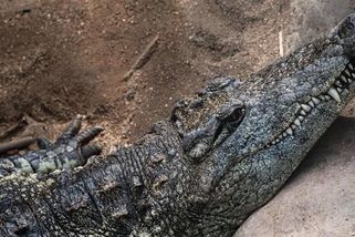 Muž v Británii hodil tříletého chlapce do výběhu krokodýlů v zoo - Novinky