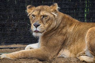 Z klece od soukromníka do lví seznamky. Zoo Zlín zachraňuje psychiku izolované lvice Elsy - Novinky