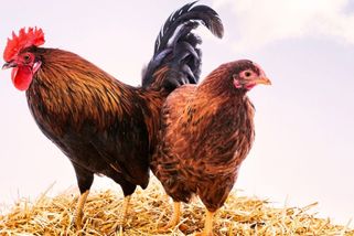 KVÍZ: Jak se jmenuje samec od slepice? Stále méně Čechů zná zvířecí rodiny
