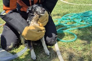 Pes spadl do hluboké studny. Zachránili ho neobvyklým trikem s vodou - Novinky