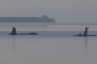 Záchrana keporkaka Timmyho jde do finále - Novinky