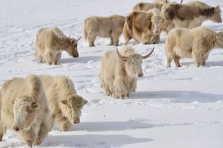 Fotky: Kyrgyzstán chce, aby svět miloval jeho „blonďaté rohaté krásky“ - Seznam Zprávy