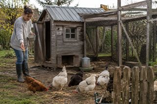 Drahá vejce dělají z Čechů chovatele. Slepice je nový mazlíček - Seznam Zprávy