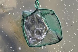 Úhoř je u nás kvůli klimatickým podmínkám stále vzácnější
