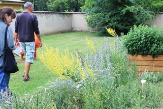 Vědci vysadili do záhonů v Lednici plané rostliny. Budou odolnější, vítá projekt obec