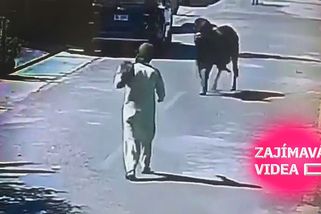 Mladík se pokusil o salto přes běžícího býka. Trest za hloupost přišel ve zlomku vteřiny | Zajímavá videa