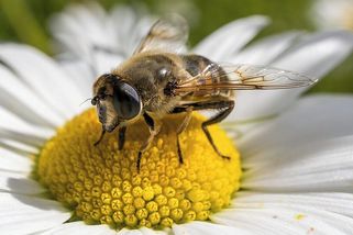 Vypadá jako včela, ale je to maskující se moucha. Pestřenka trubcová patří k nejlepším imitátorům - Médium.cz