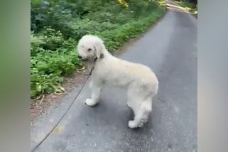 Fenka Ludmila už vyrazila na procházku. Pohození labradoodlové ze Šumavy se pomalu zotavují - Novinky