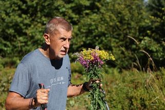 Babiš se kaje za trhání květin v chráněné oblasti. Vysvětlil důvod, je ochoten zaplatit pokutu