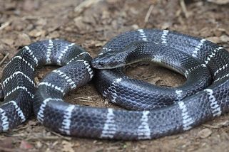 Nejtišší zabiják indické noci. Bungar modravý patří k nejnebezpečnějším hadům Asie - Médium.cz