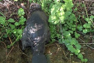 Bobr na Šumpersku opět uvízl v zasněžovací nádrži. Zachránili jej hasiči - Novinky