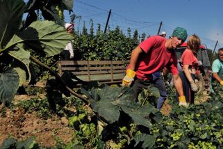PŘEHLEDNĚ: Jaká pravidla platí pro brigádníky a jejich zaměstnavatele - Novinky
