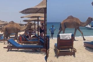Zaplněnou egyptskou pláž nečekaně navštívil velbloud. Překvapení turisté natáčeli - Novinky