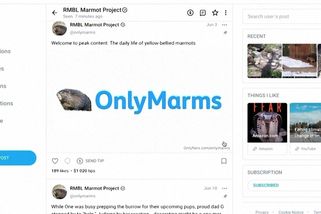 Svišti mají účet na OnlyFans - Novinky
