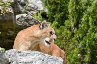 U českých hranic se zabydlela puma. Nebezpečnou šelmu zachytila fotopast