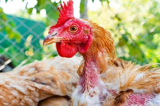Jak poznat nemocnou slepici? Tohle jsou varovné signály, které by chovatel neměl přehlédnout - Proženy.cz