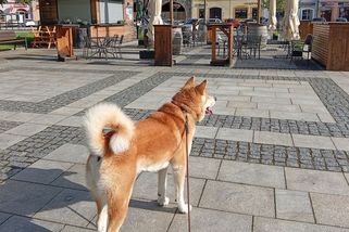 Pan Akita: Můj seznam nepřátel - Médium.cz