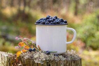 Chystáte se do lesa na borůvky? Nikdy si nesahejte na obličej, nejezte je neumyté a hlídejte psa! - Proženy.cz