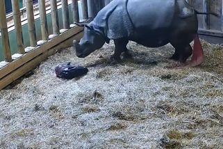 Plzeňská zoo ukázala video z porodu nosorožce. Apu dostal jméno podle Simpsonových - Novinky