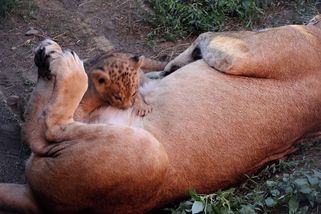 Lvíčata vzácných lvů berberských už v hodonínské zoo dělají radost návštěvníkům - Novinky